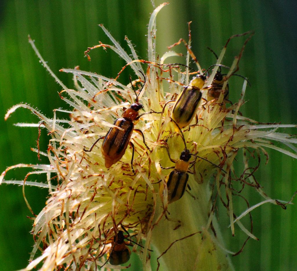 Diabrotica virgifera